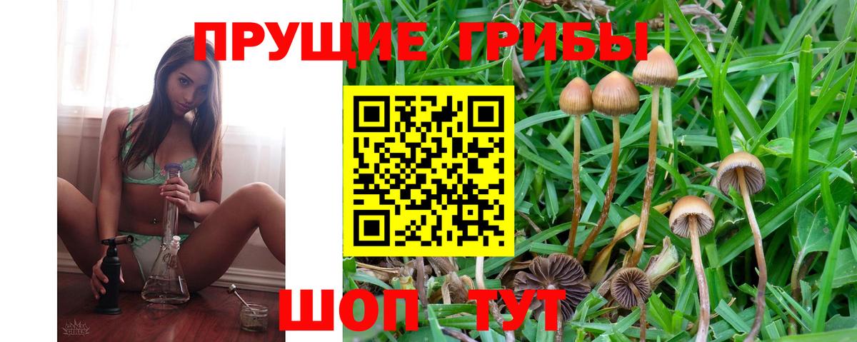 Балахна  Псилоцибиновые грибы Psilocybe  Вход с VPN  купить наркоту  Галлюциногенные грибы мицелий 